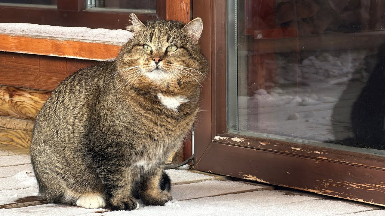 ДНЕВНИК лесного кота Барсика, 3.03.2026, часть 1