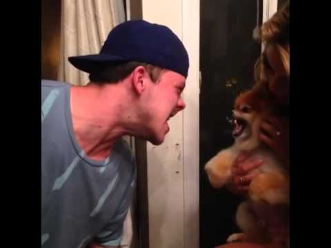 Vine Thats One Possessed Dog - YouTube