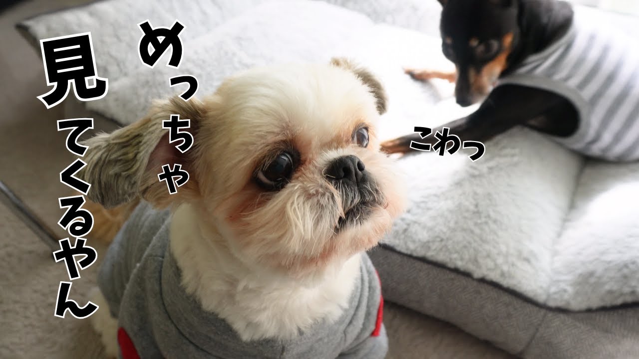寒さをしのぐはずが…犬服着せたらキャラ変したwww～多頭飼い～チワワ シーズー ミニチュアピンシャー トイプードル