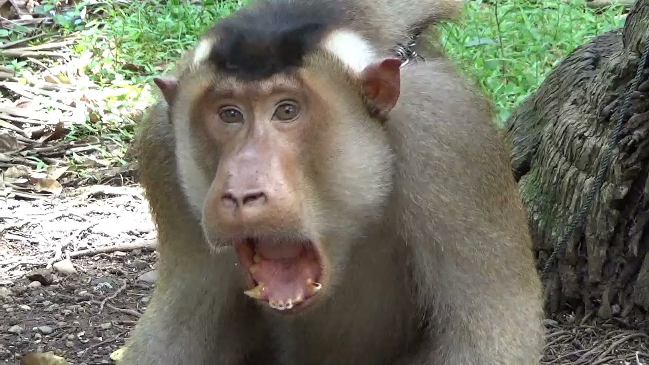 Pasar Monyet | Pasar Beruk | Animals