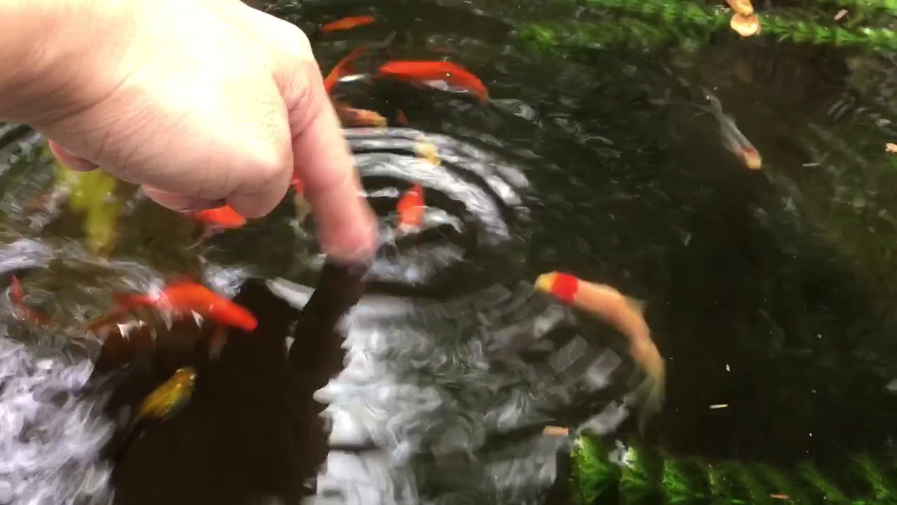 My Comet Pond Goldfish Youtube