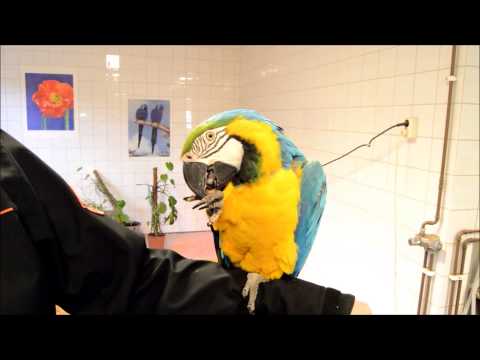 Video: Ara Astma Hos Fåglar