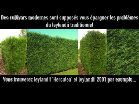 Vidéo: Pourquoi mon cyprès chauve brunit-il ?