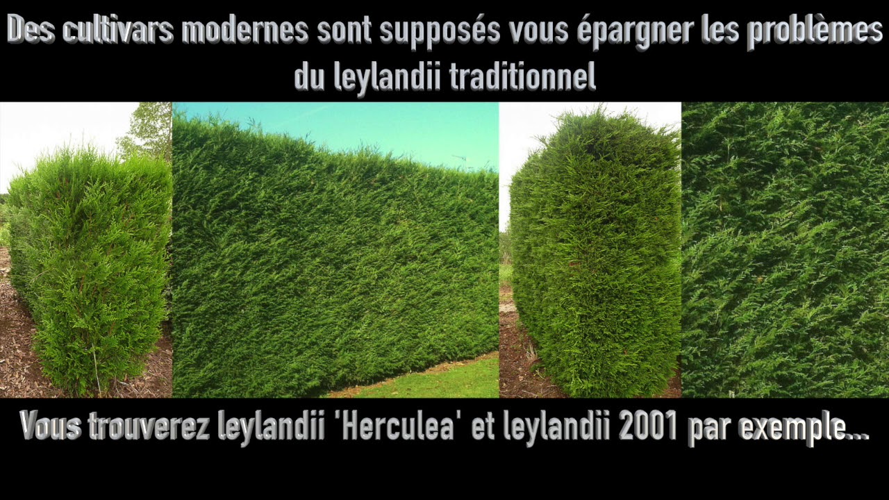 Episode 42 : Pourquoi ne pas utiliser le cyprès de Leyland