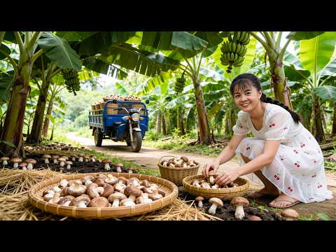 Harvesting Lots of Mushrooms in the Banana Garden | Taking Them to Market to Sell