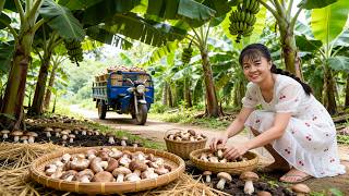 Harvesting Lots of Mushrooms in the Banana Garden | Taking Them to Market to Sell