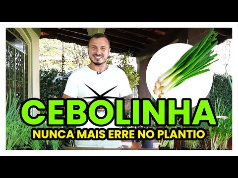 Vídeo: Plantas de cebolinha: como cultivar cebolinha