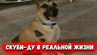 Ржачные приколы с озвучкой. СКУБИ-ДУ В РЕАЛЬНОЙ ЖИЗНИ