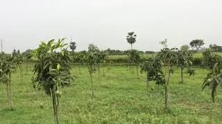 Salamer Rupali Amer Bagan