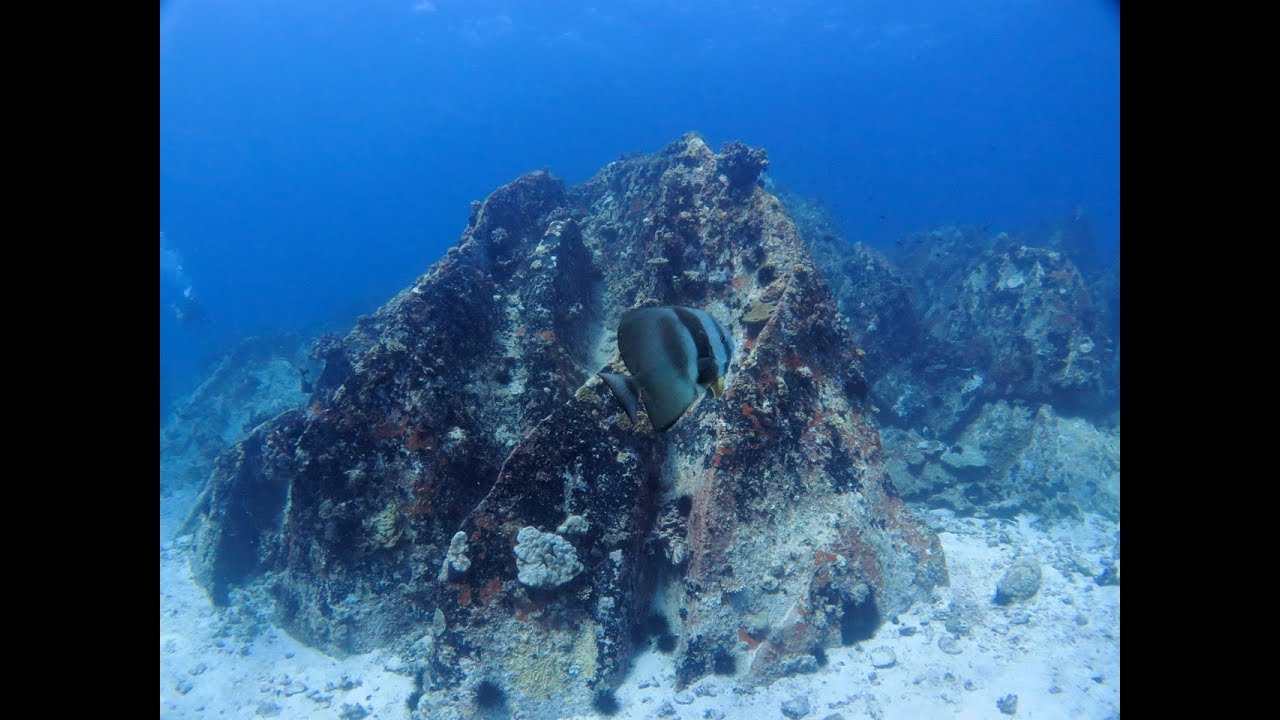 Diving around Praslin island, Seychelles YouTube