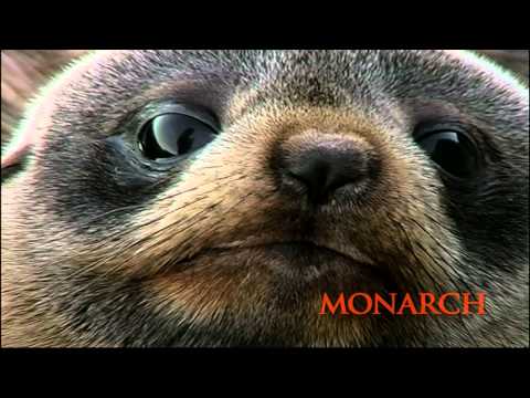 Monarch Wildlife Cruises
