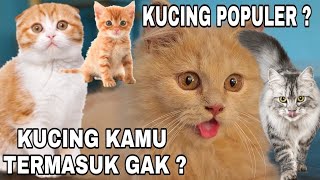 Jenis-jenis Kucing Persia Yang paling Populer Di Indonesia