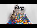Сhallenge or Game? Puppy, Cats and Huskies Face an Unexpected Obstacle