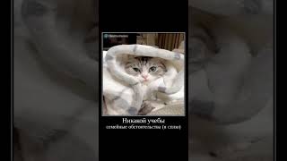 новые видео каждый день, подписывайся #комару #komaru #кошка #милота #смешно #юмор #весело #кот #мем