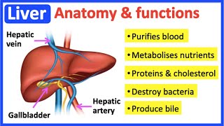 Liver anatomy & function🤔 | Easy learning video by Learn Easy Science 9,125 views 1 year ago 3 minutes, 27 seconds