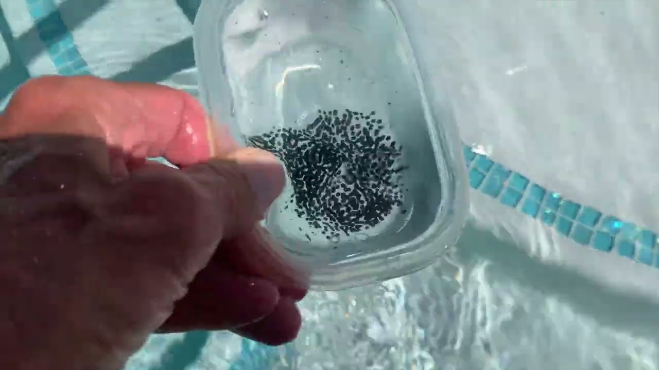 How to get Frog eggs out of my pool! 