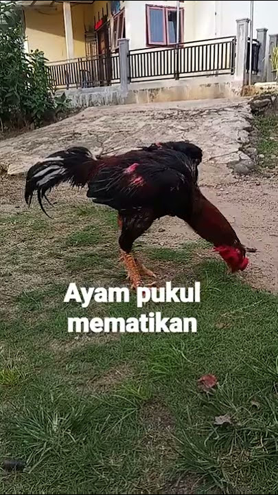 AYAM BANGKOK PUKUL KAOO