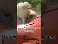 Установить душку в скрипку, если душка упала. Violin soundpost fix problem