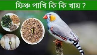 ফিঞ্চ পাখির খাবার/fancy bird seed mix/ফিঞ্চ পাখি কি খায়.