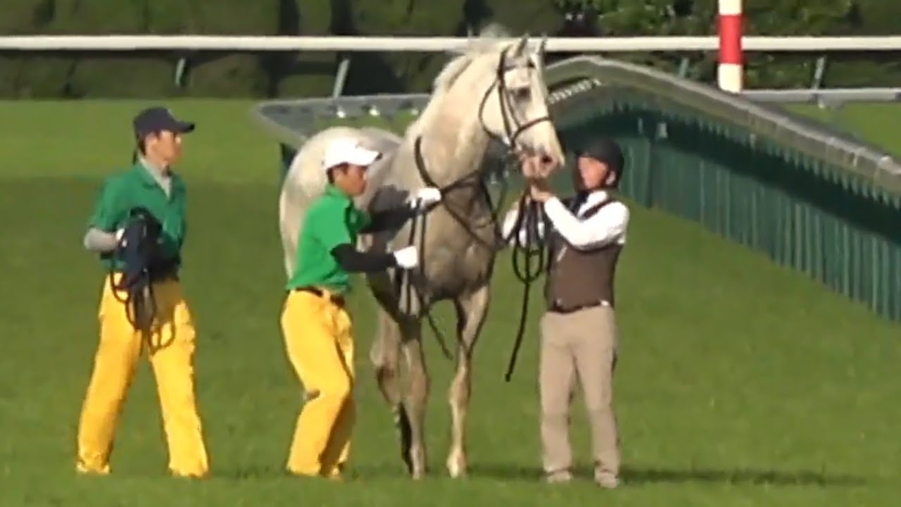 【ハヤヤッコ号が競走中止】目黒記念（M.ディー騎手）2025年6月1日（日）東京競馬場