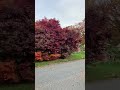 Hermoso 🤩 Árboles de Otoño 🍁 |otoño 2021!!