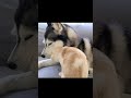 犬を自分の親だと思って甘える子猫がこちら...#shorts