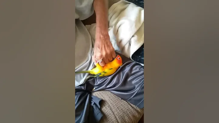 Wrestling match sun conure ROSCO