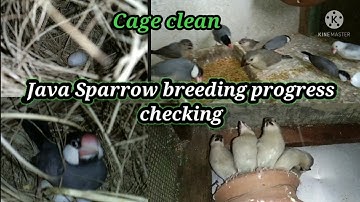 birds setup maintain  or Java Sparrow breeding progress checking video.