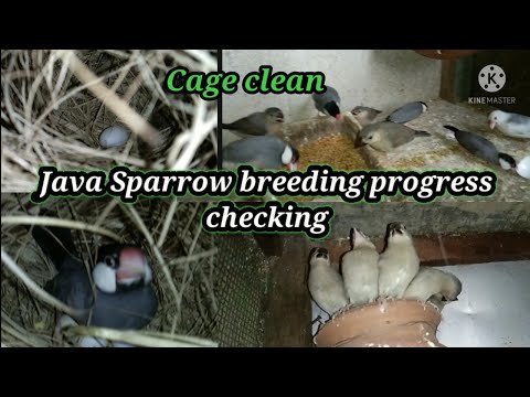 birds setup maintain  or Java Sparrow breeding progress checking video.