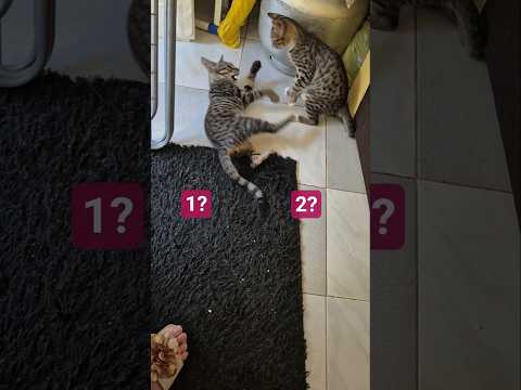 1 mi ? 2 mi ? Tarafını seç 😅 #shortvideo #cat #keşfet #shorts #kedi #goldenretreiver #fyp #cute