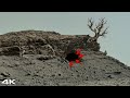 Perseverance Rover Latest Images SOL 1580 | Mars Rover Sends Mars Planet Real Video | Mars In 4K