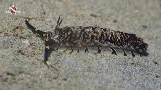 BolselUnderwaterMacro [ Nudiebranch Cerberilla,SP ] screenshot 3