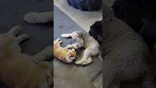 Dogs at Play:#corgipuppy #dog #puppy by Unleashed DDC MT 168 views 3 weeks ago 2 minutes