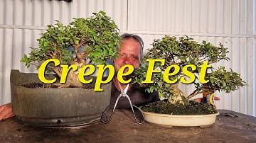 Crepe Fest Bonsai, Super Fast Bonsai, Aussie Bonsai Bloke