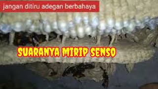 Download Lagu SUARA TAWON mirip SENSO mengerikan @jaytawonpetualang MP3