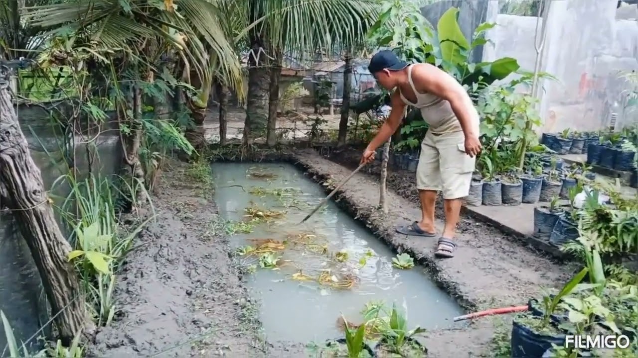 Ternak bawal dan ambil lidi pelepah sawit