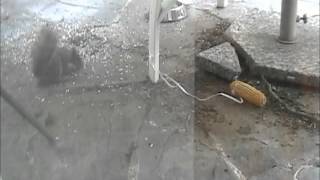 Squirrel Fight Over Seeds