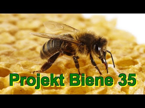 Projekt Biene 35