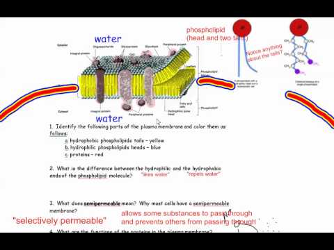 Video: Die Struktuur En Funksie Van Plasmamembrane