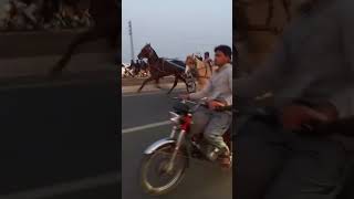 Haidari Malang Vs Boski Ghora Race