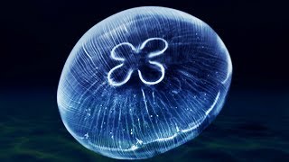 Download lagu 174Hz 285Hz 》BIG TIBETAN SINGING BOWLS 》Heal Damaged Tissues and Pain Relief Frequency