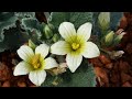 Un rincón de plantas de última hora pepinillo del diablo, el pino real picea, y la rosa rosada