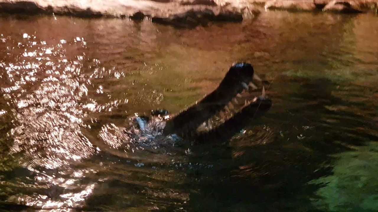 롯데 아쿠아리움의 가비알(말레이 가비알)