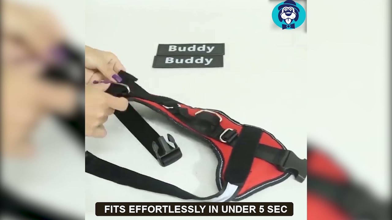 Personalized No Pull Dog Harness PetSwag Instructions YouTube