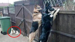 Funny Cats And Dogs Videos 😁 - BEST Funny Animal Videos 2024 🥰#4