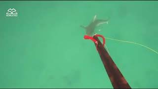 A #shark attacks an #underwater #fisherman and defends using our leviathan rifle to save his life.