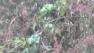 Great Antshrike males displaying