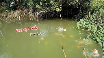 Run Tay Chạm Mặt Đàn Cá Điêu Hồng Khủng Khiếp | Kích Cá Miền Tây | Catch Fish
