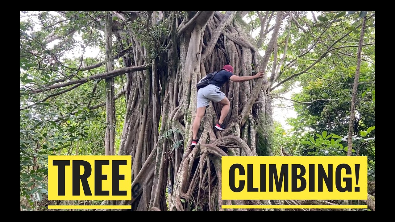 Tree Climbing at 'Uakala'a Trail, Honolulu, Hawaii YouTube