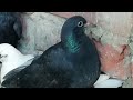 Black shaharanpuri baby pigeon ! Pigeon for sale in Bihar. Bihar racing pigeon club sakri.